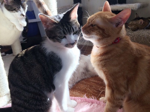 sp-009874000s1434285316