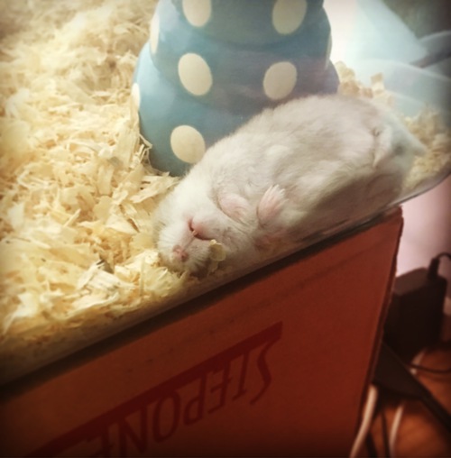 sp-078810600s1476185165